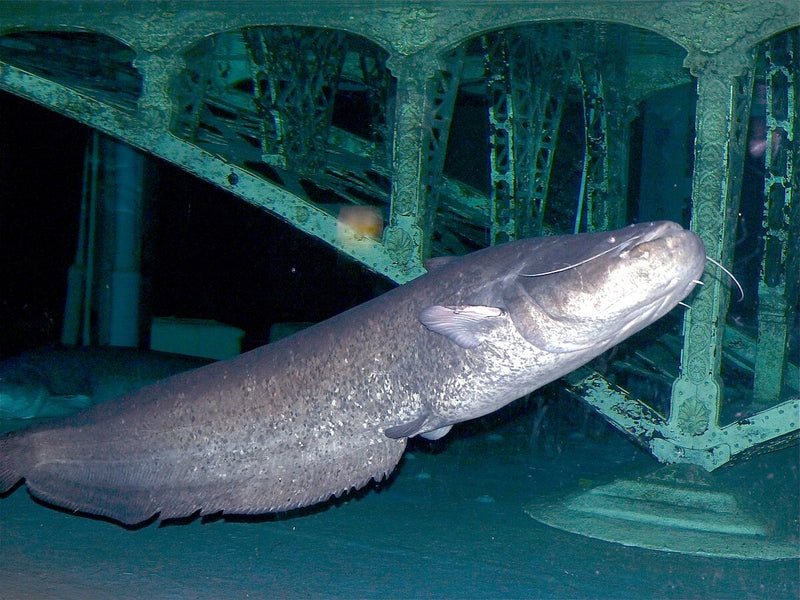Wels catfish (Silurus glanis) underwater — Europe's largest predatory freshwater fish filmed with an underwater fishing camera