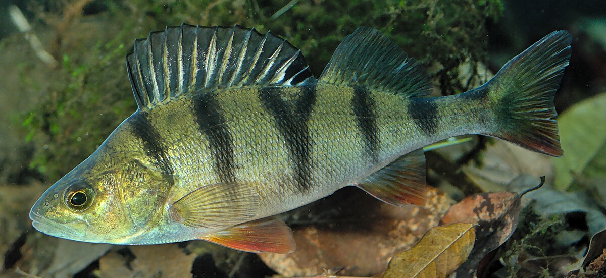 European perch (Perca fluviatilis) close-up — schooling freshwater fish filmed on underwater fishing camera across European lakes and rivers