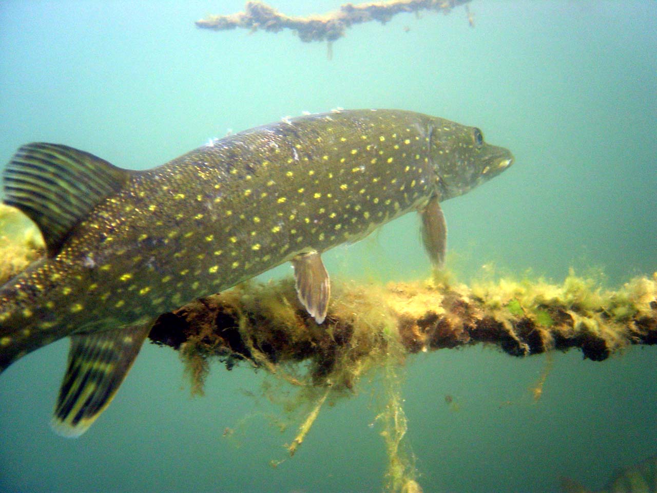 Northern pike in its natural habitat — the predator behaviour an underwater fishing camera reveals below the lure
