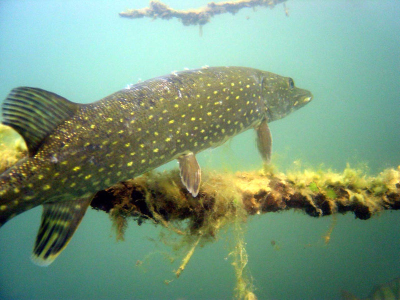 Northern pike in its natural habitat — the predator behaviour an underwater fishing camera reveals below the lure