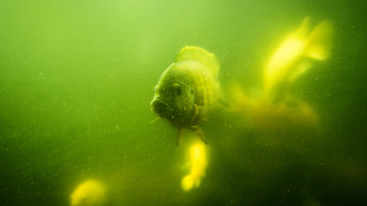 Zander Underwater: What a Camera Reveals About Pike-Perch Behaviour