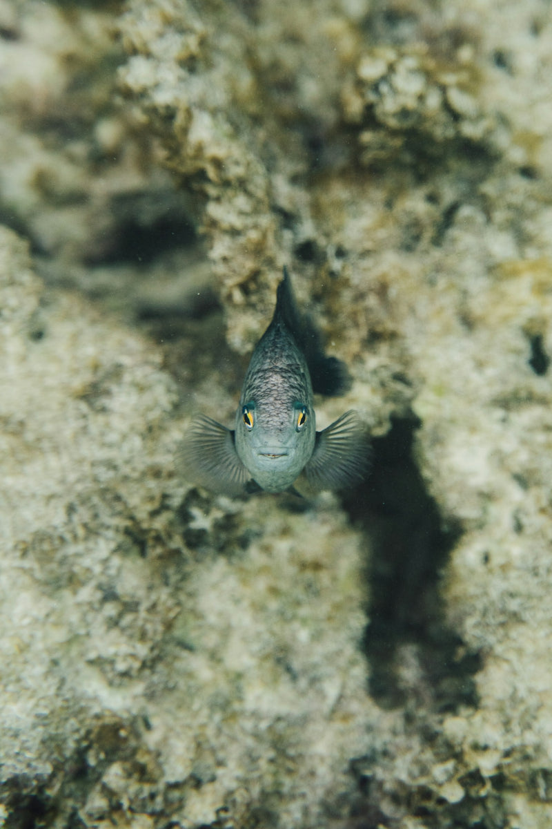 Do underwater cameras spook fish — what the evidence says after field testing on EU lakes and rivers