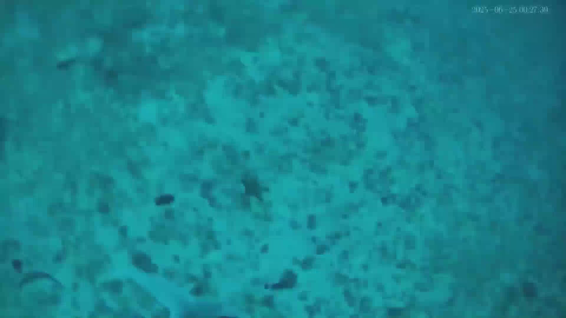 Underwater Fishing in sea