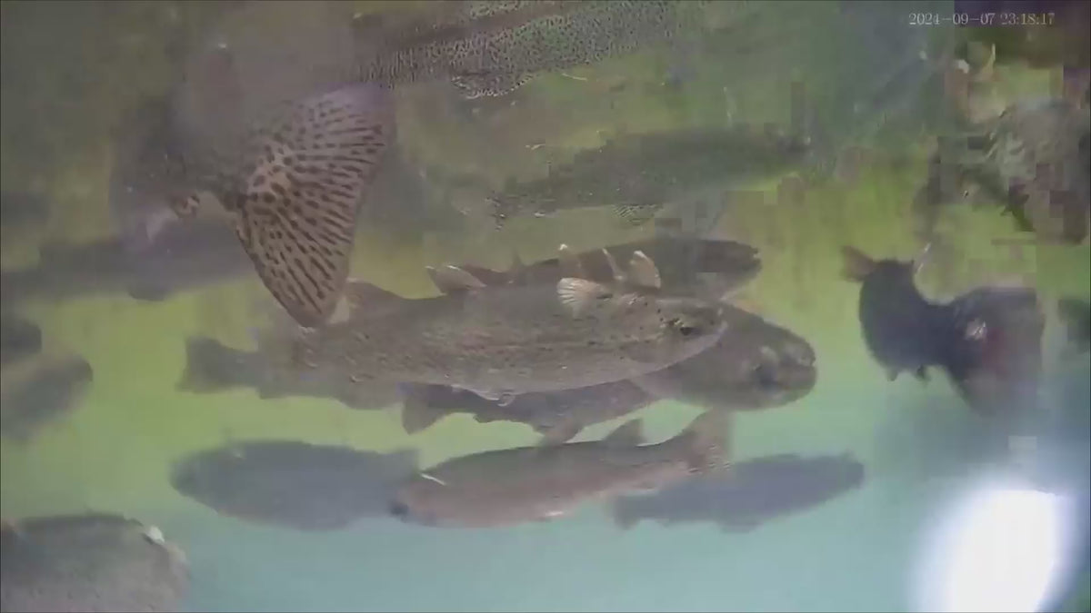 What the CamX actually shows you.